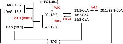 CRISPR/Cas9-Induced fad2 and rod1 Mutations Stacked With fae1 Confer High Oleic Acid Seed Oil in Pennycress (Thlaspi arvense L.)